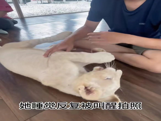 All of a sudden! A lion bite occurred in the cafe of Thailand Wildlife Park.