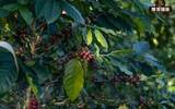 What is the difference between the world's three major coffee varieties, Robusta and Arabica? What is the relationship between Rose Summer Iron Pika and Arabica?