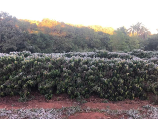 Coffee beans are expensive? Coffee Exchange is ready to sell 2 years old beans!