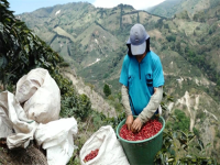 Costa Rican coffee beans | introduction to the flavor of coffee beans treated with anaerobic heavy honey _ is Costa Rican coffee beans delicious?