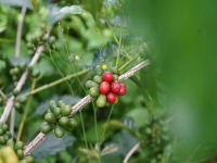 Taste and Flavor Characteristics of Yunnan Arabica Coffee in Yunnan Guixia Coffee Bean Planting Area
