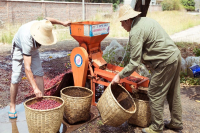What do you mean by washing? Introduction of Flavor characteristics in the process of washing Coffee Bean