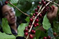Coffee production in Honduras may suffer a double whammy
