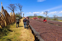 The Story of Sakui Coffee beans the characteristics of Ethiopian Sida Mohambela Coffee 6.0 Coffee in the New season