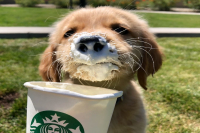 Starbucks pet-friendly stores help stray animals find their owners' pet adoption day! What is Starbucks claw Buchino?