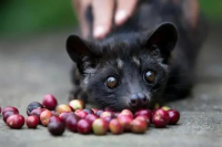 What are the effects of cat poop coffee beans and taboos and weight loss are authentic musk Kopi Luwak really clean and harmful to the human body?