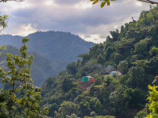 Introduction to the characteristics and taste of coffee beans in St. Thomas, the origin of Jamaican Blue Mountain Coffee