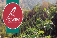 Flavor characteristics of rose coffee beans treated with black honey in Wangshan Manor in Brenka, Costa Rica