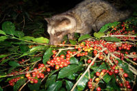 Is Kopi Luwak really cat shit? Description of the flavor and taste of cat poop coffee beans