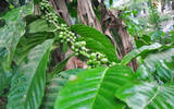 Coffee production in Indonesia will plummet this year due to bad weather conditions.
