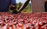 Ethiopian Coffee Bean | introduction to Huakui 7.0 of Humbera Buku Abel processing Plant in Guji production area