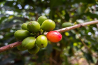 How do Kenyan coffee beans taste good? Characteristics of flavor and taste in coffee producing areas of Kenya