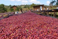 What's the difference between a coffee farm and a coffee cooperative?