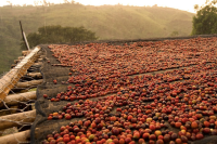 What is sun treatment? introduction to the flavor and taste characteristics of the technological steps of sun-drying coffee beans