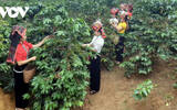 The price of coffee in Vietnam rose to a record 82300 dong / kg.