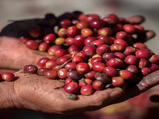 What is the Ethiopian local species? What does it have to do with Heirloom native species?