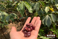 Yunnan Typica tin card coffee beans small coffee varieties taste introduction Yunnan coffee which origin brand is good?