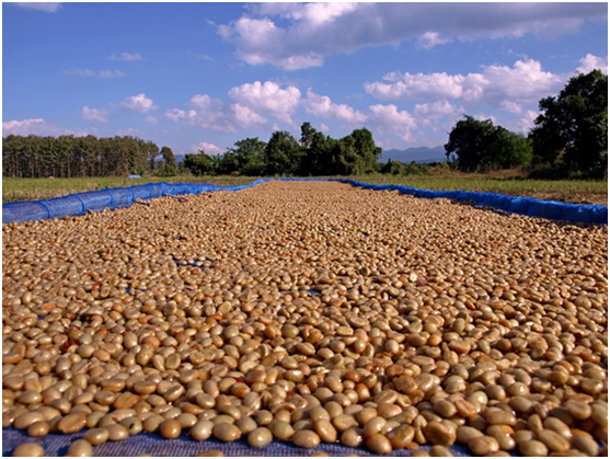 Coffee Xiaobai classroom, coffee raw bean treatment, grading of honey treatment