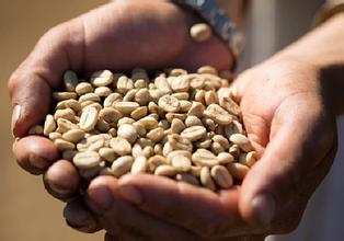 Hand in hand to teach you how to choose coffee, raw beans, how to make coffee powder.