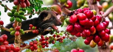 The History and Culture of Kopi Luwak-the benefits of Coffee to the Human body