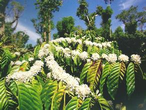 The smell of coffee according to its source is of great reference value for roasting.