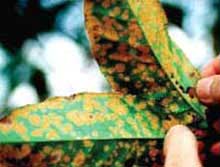 Coffee Rust Disease or Coffee Roya