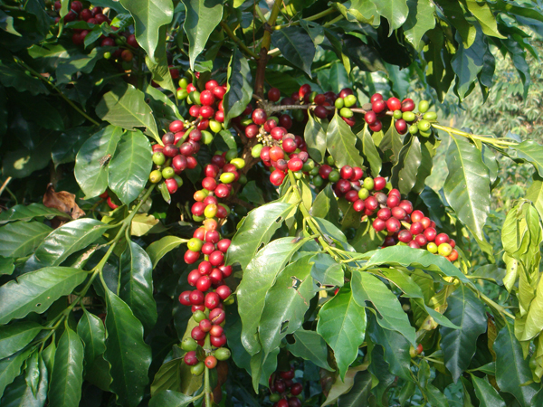 Explain the planting and cultivation of coffee trees in detail to understand the growth environment and needs of coffee trees.