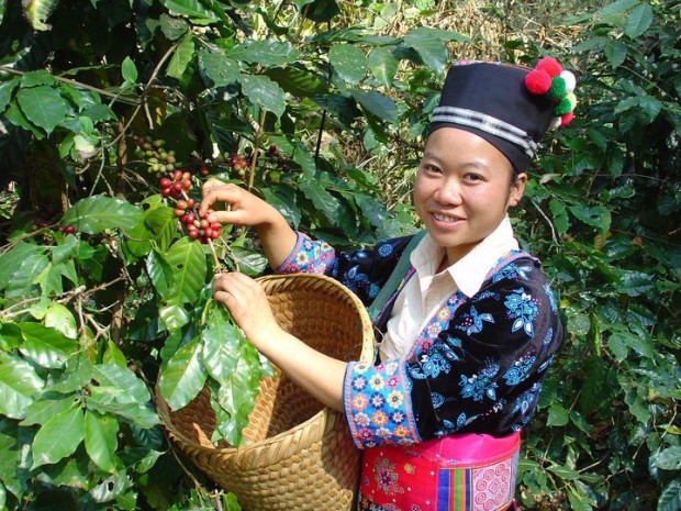 High-quality coffee beans-coffee beans with very few high evaluation in the country of Liao