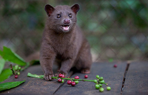 Why does civet coffee become the focus of choice?