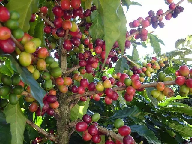 The latest news of Yunnan coffee: coffee fruit becomes hot in 3 hours. Ning'er 300 farmers join shares to build a manor.