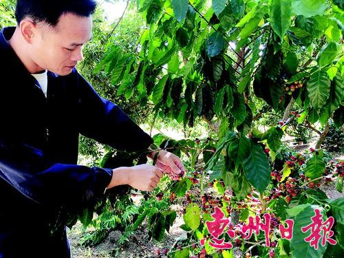 Coffee is also produced in Huizhou, Guangdong. Coffee beans brought by Taiwan businessmen are cultivated and germinated in Huizhou.