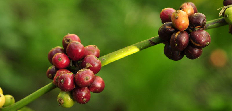 Introduction to Coffee-exploring the color and aroma of coffee beans from the root