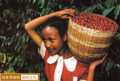 Take you into the mysterious world of coffee to find the hometown of coffee, Ethiopia.