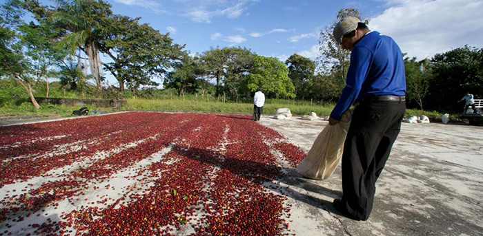 The treatment of raw coffee beans: a detailed introduction to the sunburn method