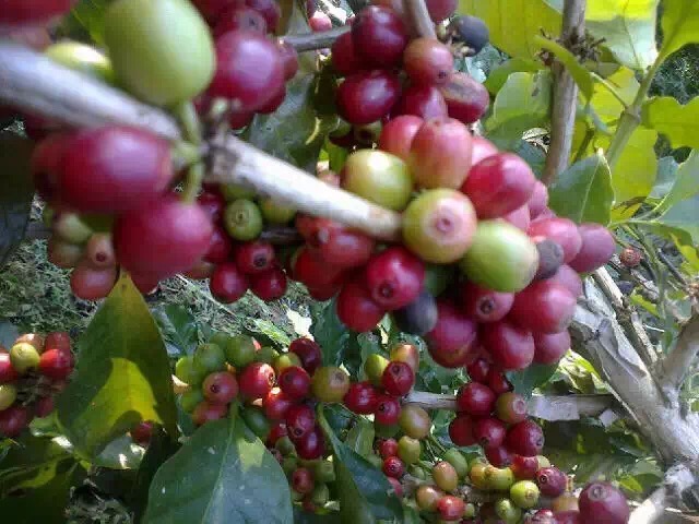 High-quality coffee raw beans grown in Huilan, Colombia, Huila plateau