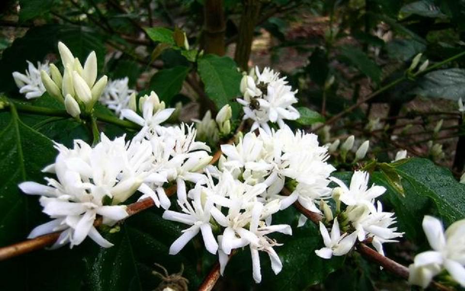 Basic knowledge of coffee introduction: coffee flower coffee blossoms