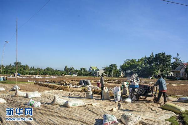 The latest news of Vietnamese coffee: the villagers began to pick coffee beans during the harvest season.