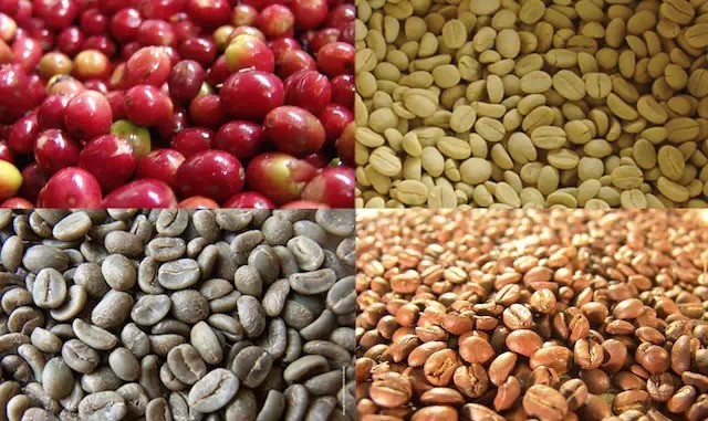 Knowledge of the classification of coffee beans: the difference between selected coffee and commercial coffee
