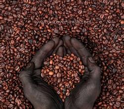 Boutique coffee beans Kilimanjaro Coffee latest details