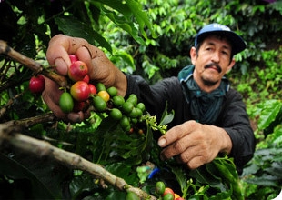 Boutique Coffee beans: a classified introduction to Colombian producing areas