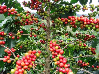 Fine coffee beans: 4 forms of Ethiopian coffee growing and producing