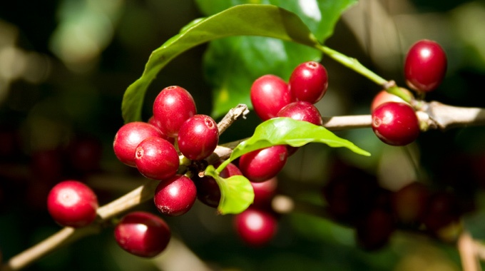 Boutique coffee beans: the producing area has a great influence on the flavor of coffee, and different producing areas have different flavors.