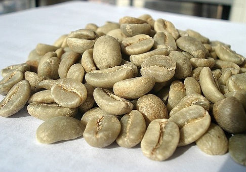 Boutique coffee beans: Typica Varietal of coffee varieties