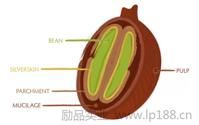 Coffee knowledge: introduction to the anatomy of coffee fruit and the grade of honey treatment