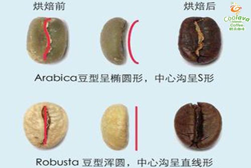 Boutique coffee beans: details of Arabica and the difference between Arabica and Robusta