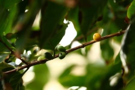 What conditions do you need to grow coffee trees? Introduction to the process from coffee tree planting to coffee bean harvest