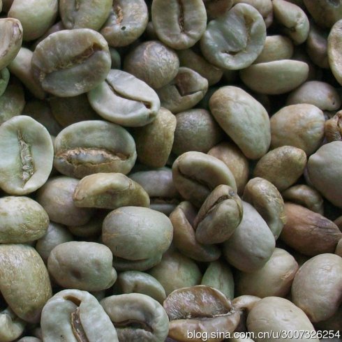 World Fine Coffee Bean Introduction: India Di Bika Hybrid Variety Kent
