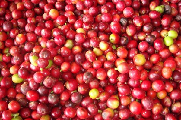 World boutique coffee beans: a detailed introduction to the classification of coffee beans in Brazil