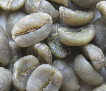 World Classification of Fine Coffee beans: introduction to Arabica Coffee species