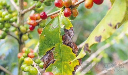 Introduction to the diseases of coffee beans: leaf rust caused by camel rust, the most destructive disease of coffee trees